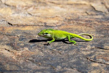 Fototapeta premium Dominance Posture of Green Anole Lizard