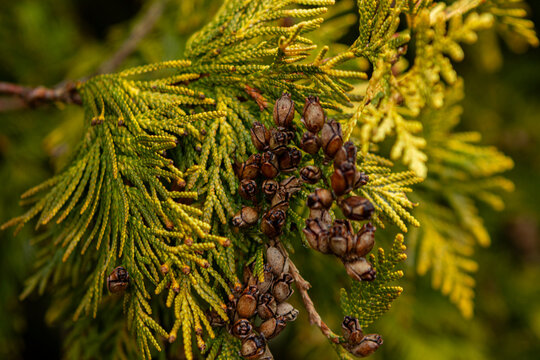 Thuja Plicata"-Bilder: Stock-Fotos & -Videos. | Adobe Stock