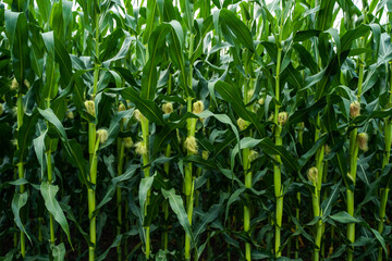 Fototapeta premium Green corn stalks growing in a vast farm field under natural sunlight, showcasing agricultural growth, sustainable farming, and healthy organic crops