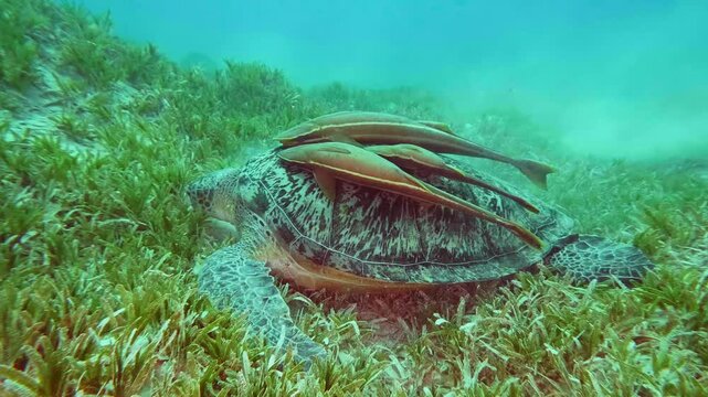 Underwater footage capturing a majestic Green Sea Turtle gracefully swimming through a vibrant seagrass meadow, accompanied by several remora fish attached to its shell.