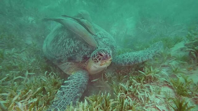 A serene underwater shot of a majestic green sea turtle Chelonia mydas gracefully feeding on vibrant green seagrass in a clear, sunlit ocean environment, showcasing marine life and healthy ocean ecosy