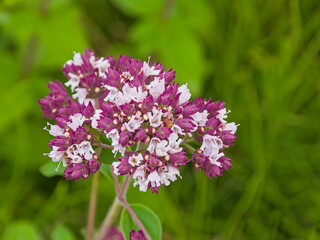 Obraz premium Closeup of the pink and purple flowers of wild marjoram, selective focus on a green bokeh background - Origanum vulgare 
