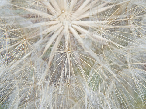 macro of the luffy white seeds of a meadow salsify plant - Tragopogon pratensis 