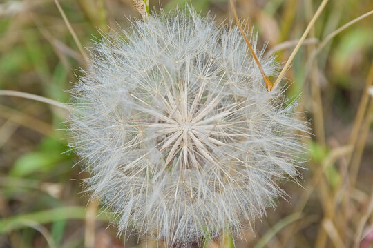 macro of the luffy white seeds of a meadow salsify plant - Tragopogon pratensis 