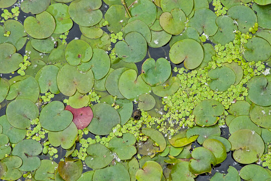  green leaves of a smooth frogbit and duckweed plant - 