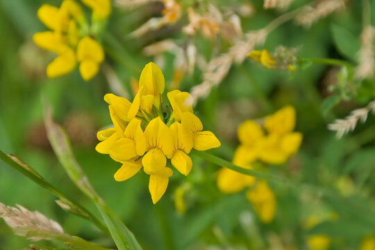 Yellow bird`s foot trefoil flower, selective focus on a green bokeh background - Lotus corniculatus 