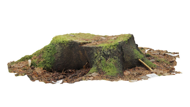 Tree stump creation with photogrammetry in forest