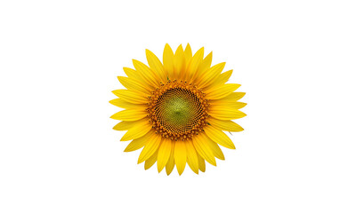 Obraz premium Beautiful bright yellow sunflower with green center petals isolated on transparent background transparent background