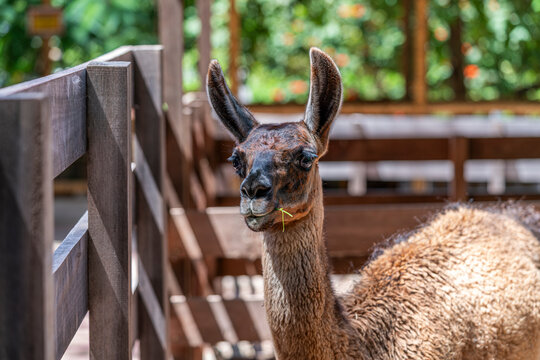 Llama Lama glama eating grass inside wooden enclosure in farm livestock sustainable agriculture rural domestic animal