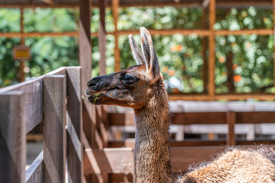 Llama Lama glama eating grass inside wooden enclosure in farm livestock sustainable agriculture rural domestic animal