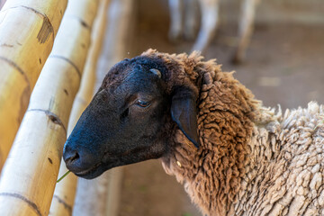 Sheep Ovis aries standing inside farm enclosure livestock domestic animal wool sustainable agriculture rural husbandry © Productions