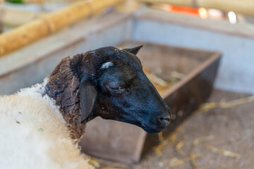 Sheep Ovis aries standing inside farm enclosure livestock domestic animal wool sustainable agriculture rural husbandry © Productions