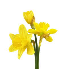Obraz premium Small bouquet of yellow narcissus flowers isolated on white or transparent background