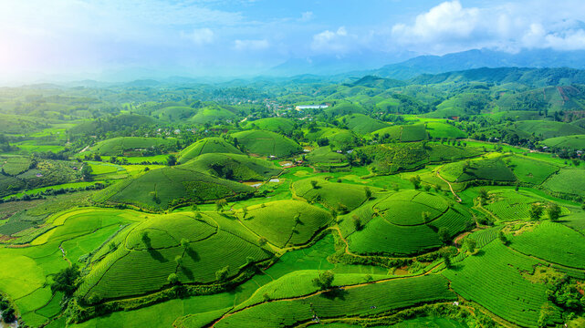 Aerial view of Tea plantation in long coc mountain,  Vietnam.