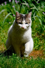 Fototapeta premium cat on the grass