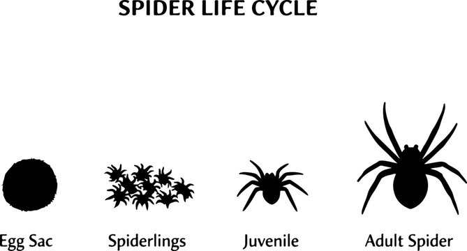 Spider Life Cycle Stages Silhouette Diagram &ndash; Egg Spiderling Juvenile Adult Spider Arachnid Biology Illustration