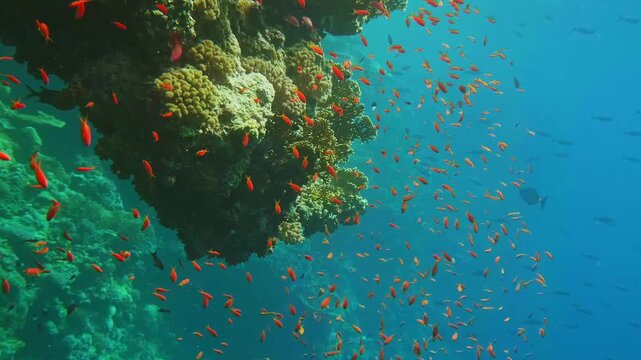 underwater scene showcasing a vibrant coral reef teeming with a large school of colorful tropical fish, illuminated by natural light filtering through the clear blue ocean water in red sea.