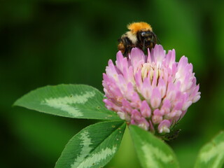 Hummel frontal auf Rotklee-Blüte © DieFro
