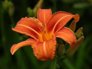 Lilie aufgeblüht orange © DieFro
