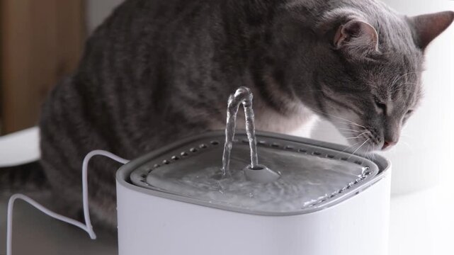 Cat drinking from automatic water fountain. Modern smart drinker for pet. Drinking fountain with replaceable filter, water quantity indicator, filter replacement at home. Prevention of urolithiasis