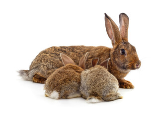 Obraz premium Two little bunnies and an adult rabbit on white background.