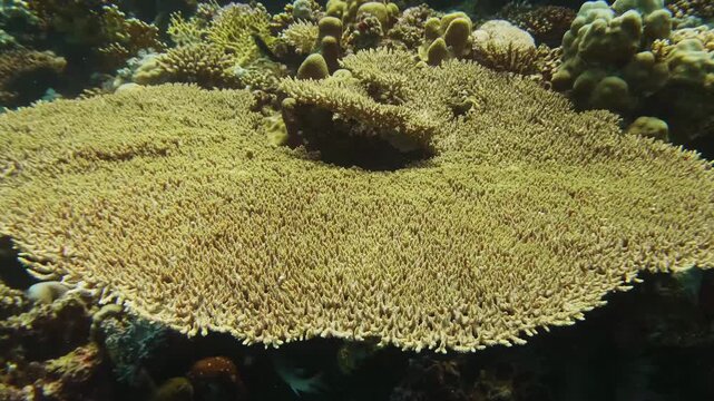 This footage captures a vibrant table coral formation teeming with diverse tropical fish, including a striking blue tang and yellow fish, swimming gracefully amidst the intricate coral structures.