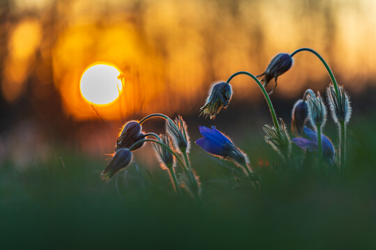 Artistic Composition of Purple Pasque Flowers Blooming in Golden Sunset Light with Bokeh