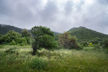 Obraz premium Misty Green Hills with Wildflowers and Lone Tree