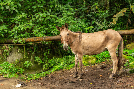 Burro em &aacute;rea rural diante de vegeta&ccedil;&atilde;o densa de floresta tropical