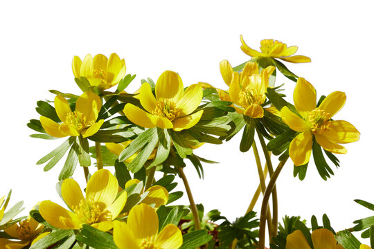 yellow winter aconite or Eranthis hyemalis flowers in spring sunlight isolated on white or transparent png