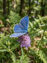 Fototapeta premium Blue Butterfly Sitting on a Purple Wildflower