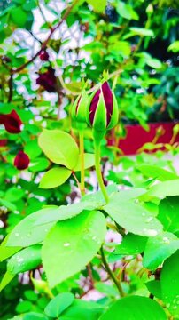 Fresh red rose buds in a garden with raindrops on leaves.