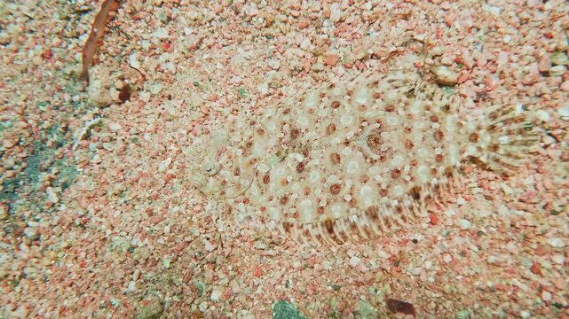 Close up underwater footage of a flatfish perfectly camouflaged on a sandy seabed, blending seamlessly with the texture and color of the ocean floor.
