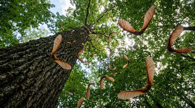 Samara seeds falling from a majestic tall tree with lush green leaves seen from a low angle perspective with tree trunk