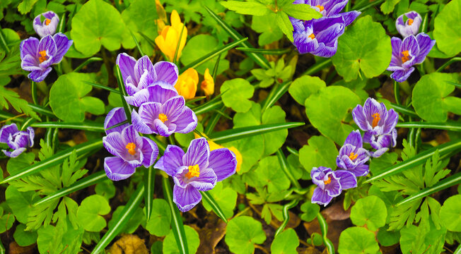 purple crocuses