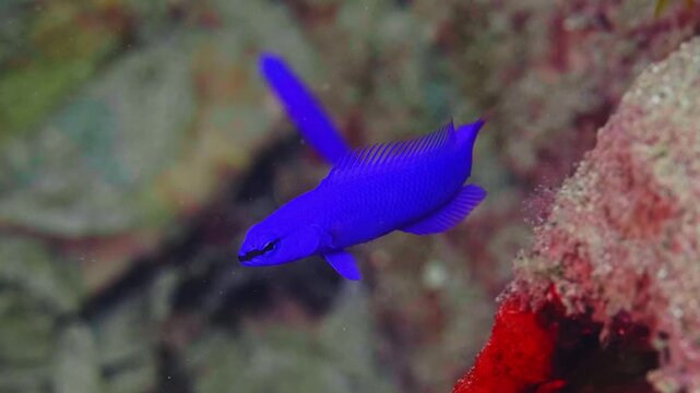 4K footage captures the vibrant purple Orchid Dottyback Pseudochromis fridmani gracefully navigating its natural habitat within a Red Sea coral reef.