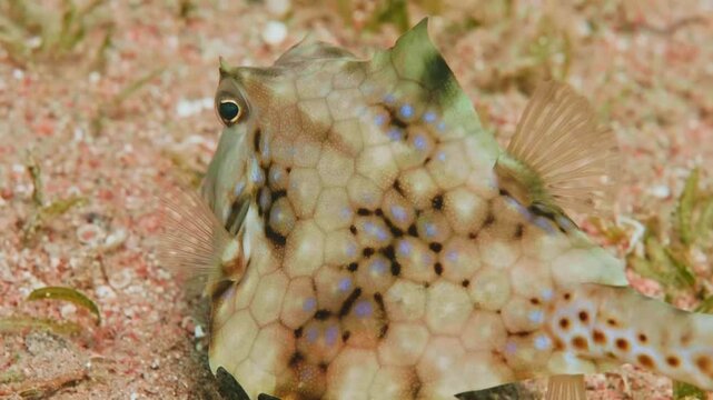 Close up footage of a Humpback Turretfish Tetrosomus gibbosus, also known as Thornback Boxfish or Camel Cowfish, resting or slowly moving on a sandy seabed with sparse seagrass in a tropical marine en