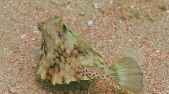 Close up footage of an ornate filefish Rudarius ercodes camouflaged against a sandy seabed, showcasing its intricate pattern and unique texture in clear ocean water.