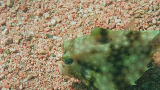 Footage captures a curious Humpback Turretfish, also known as a Camel Cowfish or Thornbacked Boxfish Tetrosomus gibbosus, gracefully swimming over a sandy seabed in clear tropical waters.