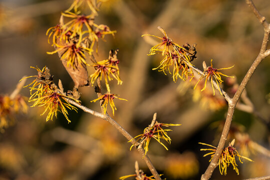 Close-up of witch hazel &lsquo;Jelena&rsquo; flowers on bare branches. Witch hazel (Hamamelis &times; intermedia &lsquo;Jelena&rsquo;) blooming in early spring, with delicate yellow-orange ribbon-like petals in warm sunlight. 