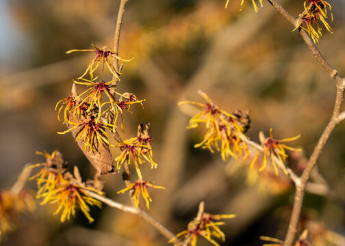 Close-up of witch hazel &lsquo;Jelena&rsquo; flowers on bare branches. Witch hazel (Hamamelis &times; intermedia &lsquo;Jelena&rsquo;) blooming in early spring, with delicate yellow-orange ribbon-like petals in warm sunlight. 