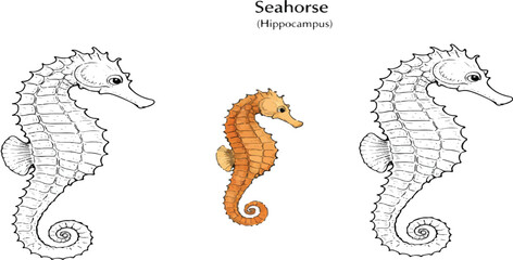 jellyfish, Scyphozoa, marine animal, sea jelly, ocean creature, jellyfish illustration, jellyfish anatomy, underwater wildlife, marine biology diagram, ocean life, tentacle sea animal, bioluminescent  © TAREEN