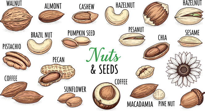 Hand drawn nuts and seeds collection with labels including walnut almond cashew hazelnut peanut sunflower chia sesame illustration set