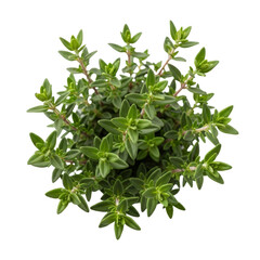 Obraz premium Fresh thyme herb isolated on transparent background