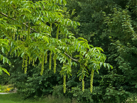  branch with leaves and long drooping flowers of a caucasian wingnut - Pterocarya fraxinifolia 