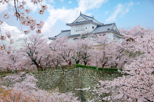 A majestic Yagura tower stands above the stone wall of Tsuyama Castle (a historic Japanese fortress), which is surrounded by romantic cherry blossom trees in beautiful Sakura season, in Okayama, Japan