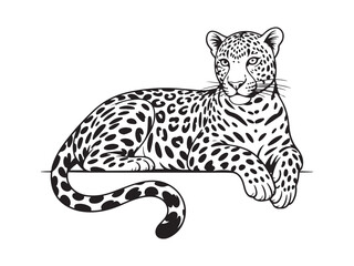 Vector illustration design of a leopard lying down detailed black and white wildlife drawing isolated on white background © Jabed
