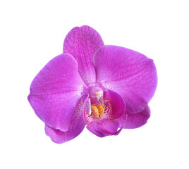 Purple orchid flower isolated © Iryna