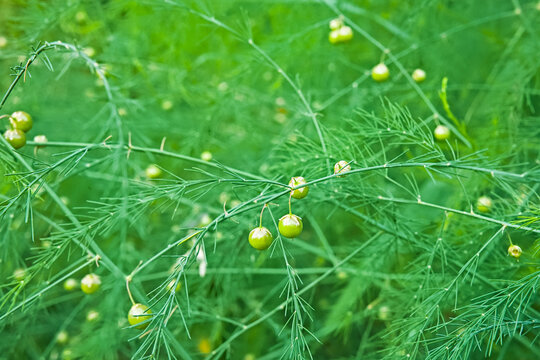 .closeeup of green branches and unripe seedpods of an asparagus officinale in the garden 