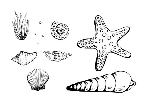 Marine Shells and Sea Creatures Vector Illustration